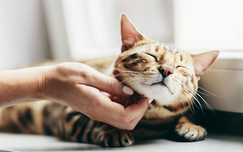 7 Ways To Show Thanks For Your Dog or Cat
