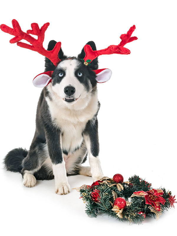 Way Cool December Pet-related Events You HAVE To Check Out!!