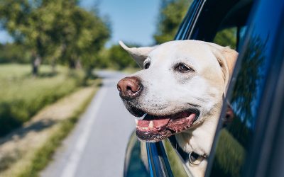 Yes, You Can Take Them With You!  (Here’s how to safely travel with your pet)