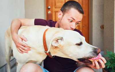 Dog Training Education Month is Coming (February!)