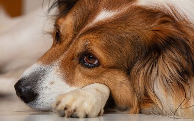 Mid-day Dog Walks Would’ve Helped This Woman Keep Her Dog