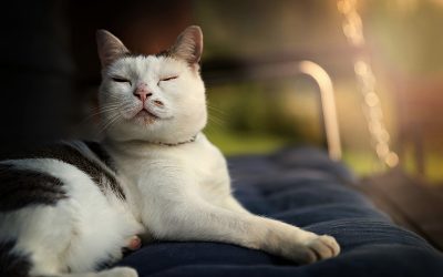 These Cats Questions Are Hysterical!