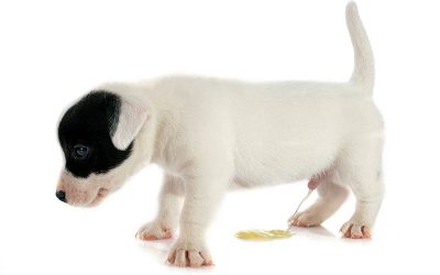 What Happens When Your Dog “Holds It All Day”?