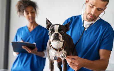 CORONAVIRUS: Is YOUR Pet Safe??