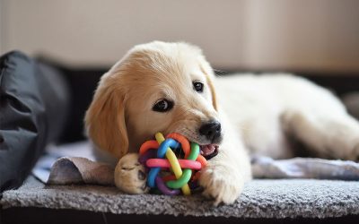 Choosing The Best Toy For Your Dog