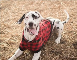 Picture of a black and white dog in a red checked jacket taken by Patricia Nicole Photography