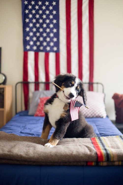 The 4th of July and Your Dog