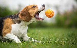 Dog catching ball