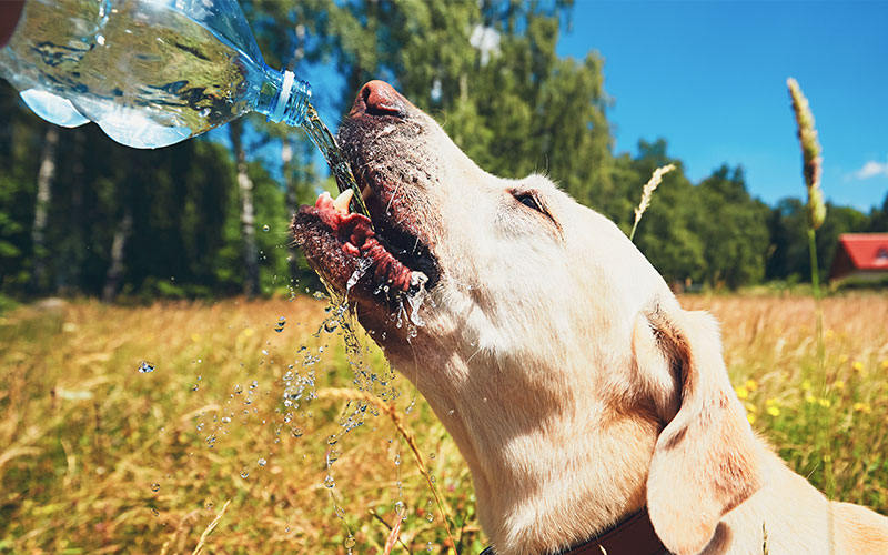 How You And Your Dog Can Beat The Heat This Summer