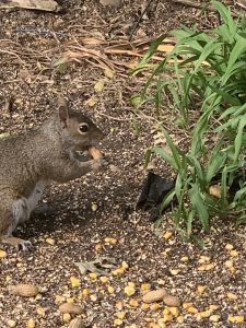Squirrel holding a peanut