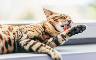 It’s Time To ‘Celebrate’ This Disgusting Pet Holiday