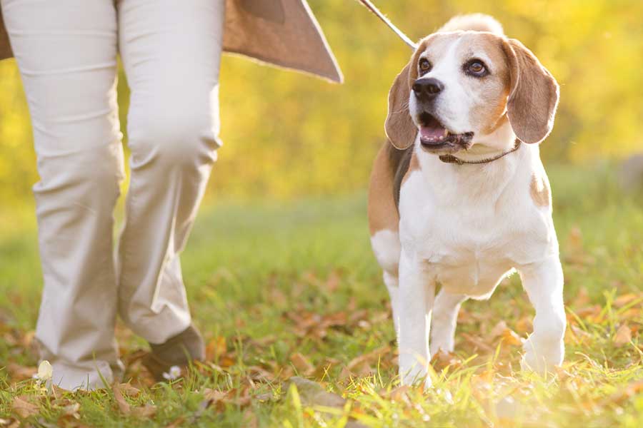 Hire a professional pet sitter or dog walker