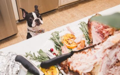 Keeping Your Pets Included, Appreciated, and Safe For Thanksgiving