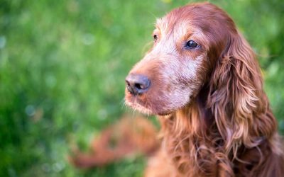 November Is Adopt A Senior Pet Month!