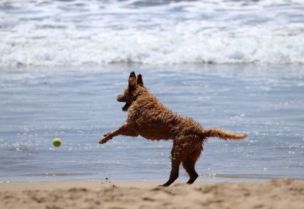 Dog playing with a ball on a beach