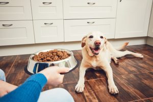 Pet sitter feeding dog at home