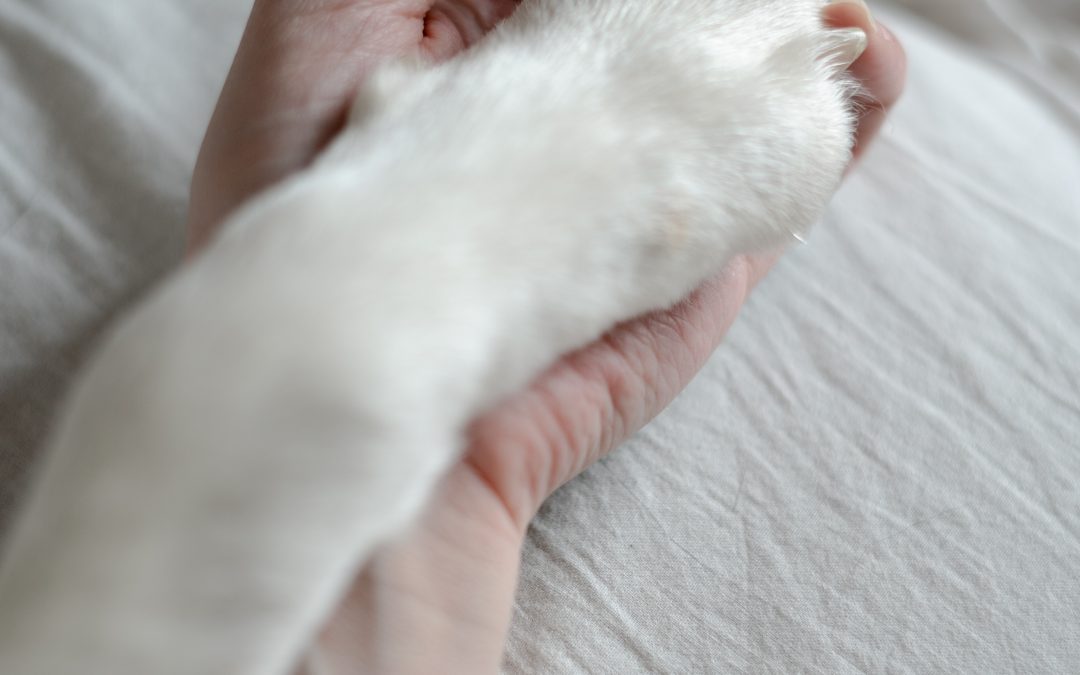 dog paw holding a human hand