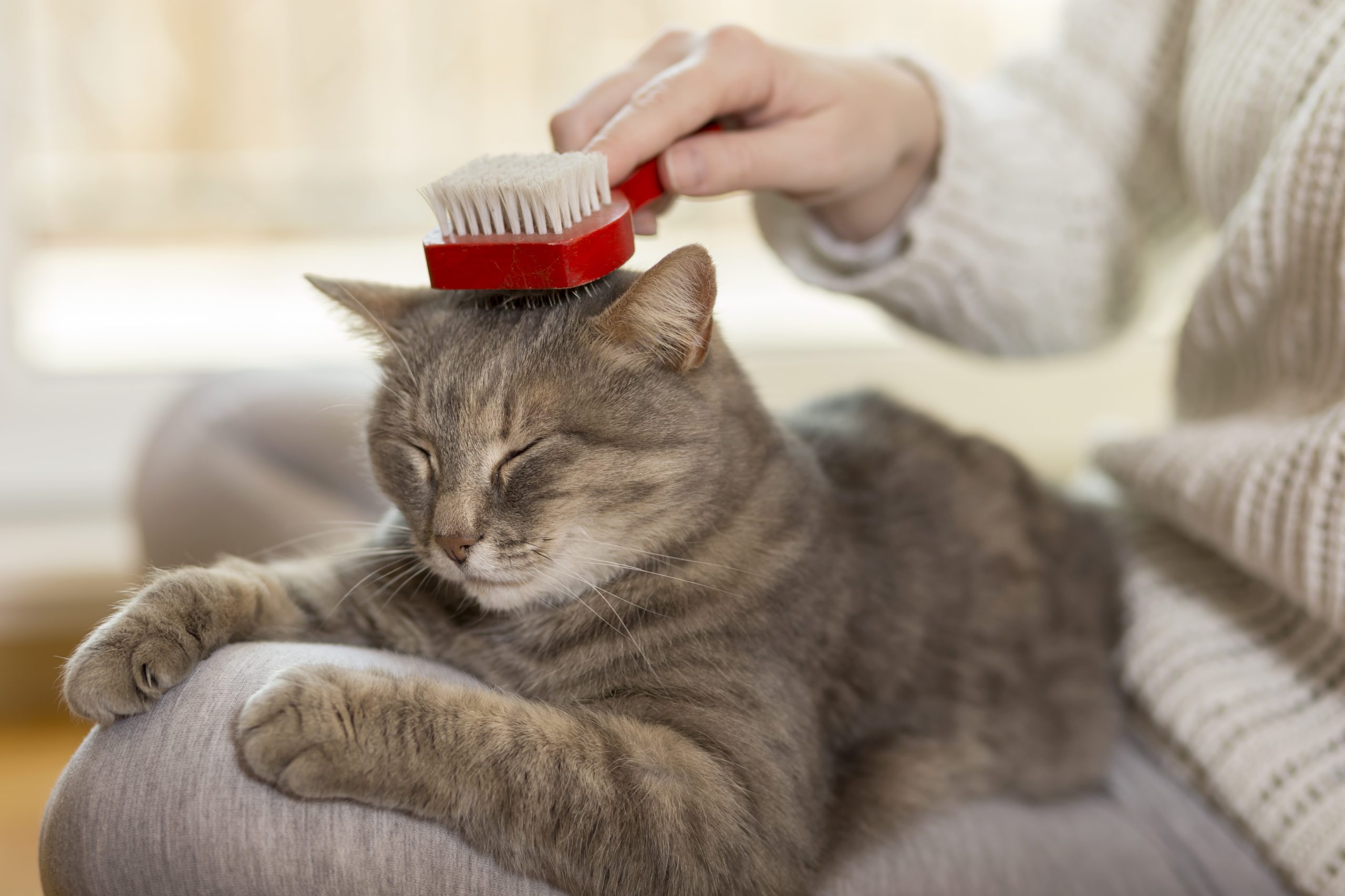 Hairball Day? Really? Yes, Really! It's National Hairball Awareness Day