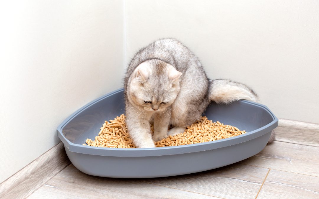Digging into the Past: The Evolution of Litter Boxes