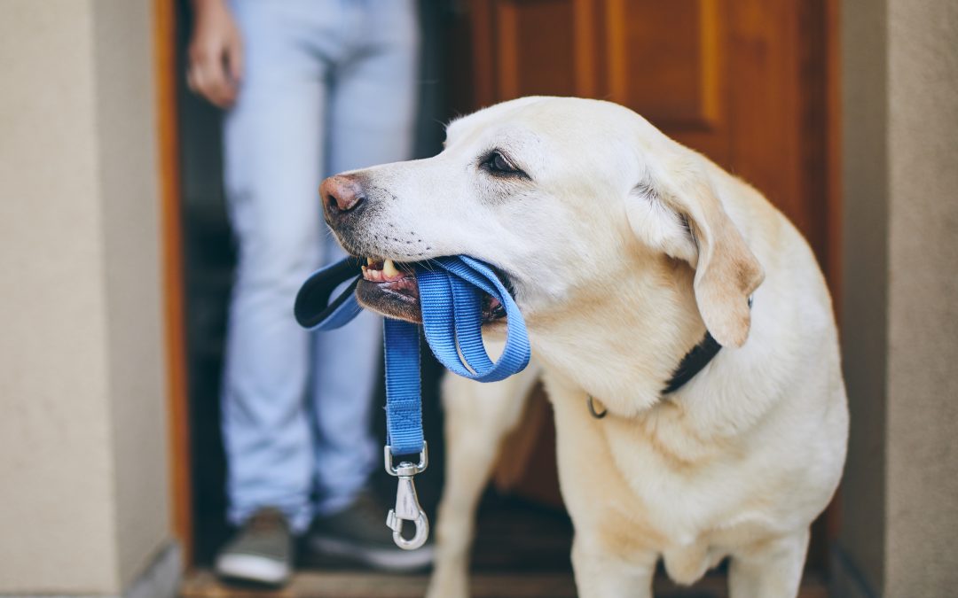 Dog with leash in mouth waiting to go for a walk