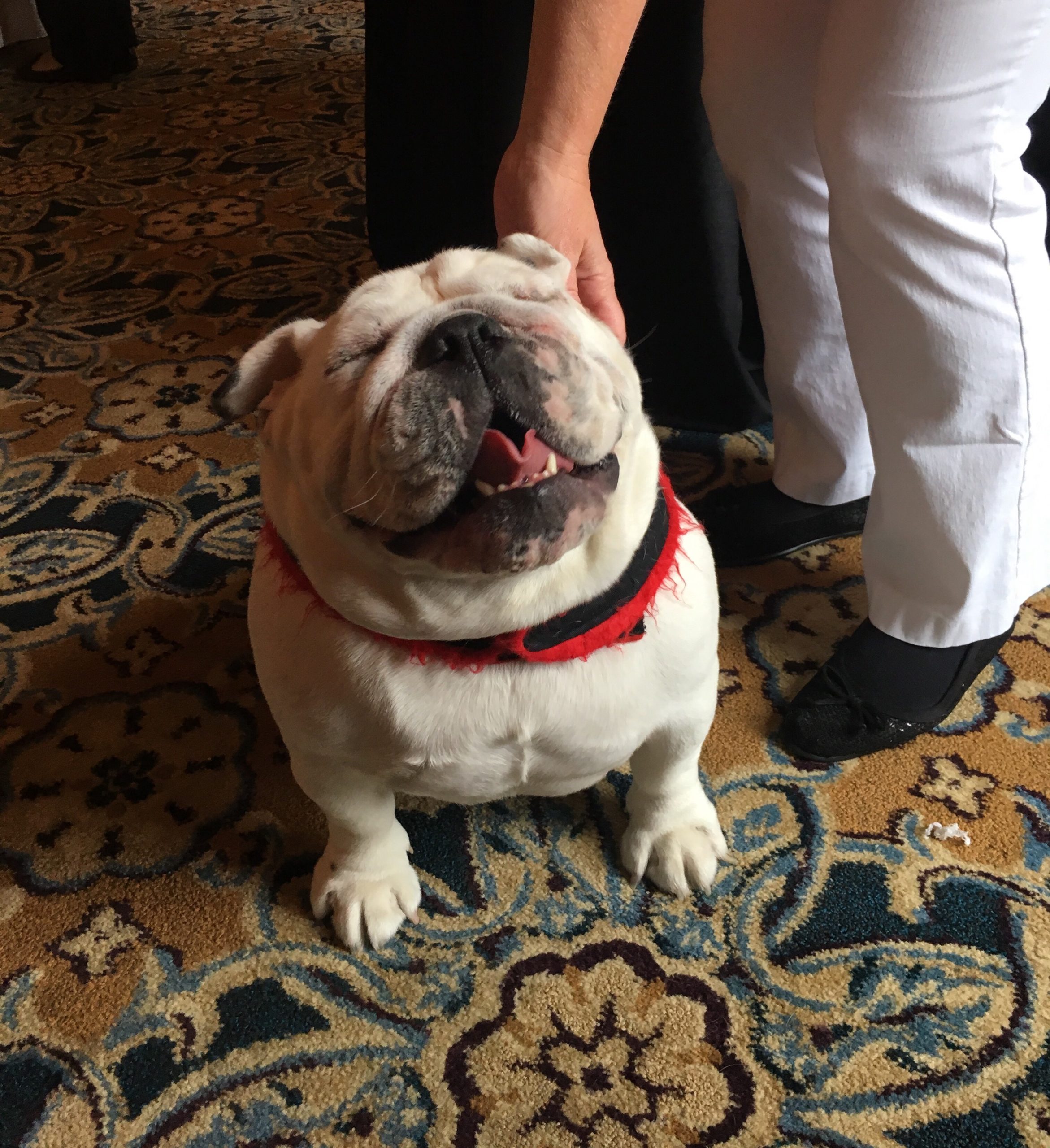 Celebrating National Spoil Your Dog Day: Make Your Furry Friend Feel