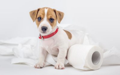 Potty Breaks: It’s a Vital Key to Happy Puppies!