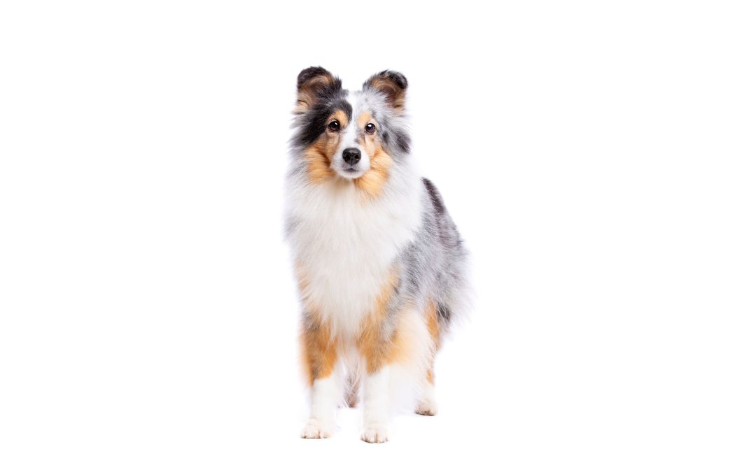Shetland Sheepdogs: The Perfect Family Pet and Playful Partner