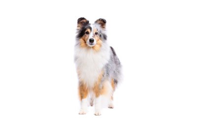 Shetland Sheepdogs: The Perfect Family Pet and Playful Partner