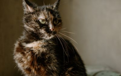Senior Cats Deserve Specialized Care: Choose The Pet Parlor