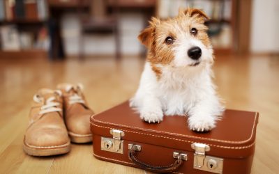 Travel Tips For Pets: Keeping Them Safe by Car or Plane