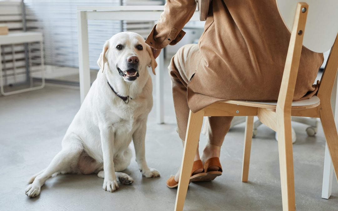 How to Introduce Your Pet to a New Pet Sitter: Tips for a Smooth Transition