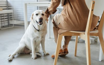 How to Introduce Your Pet to a New Pet Sitter: Tips for a Smooth Transition