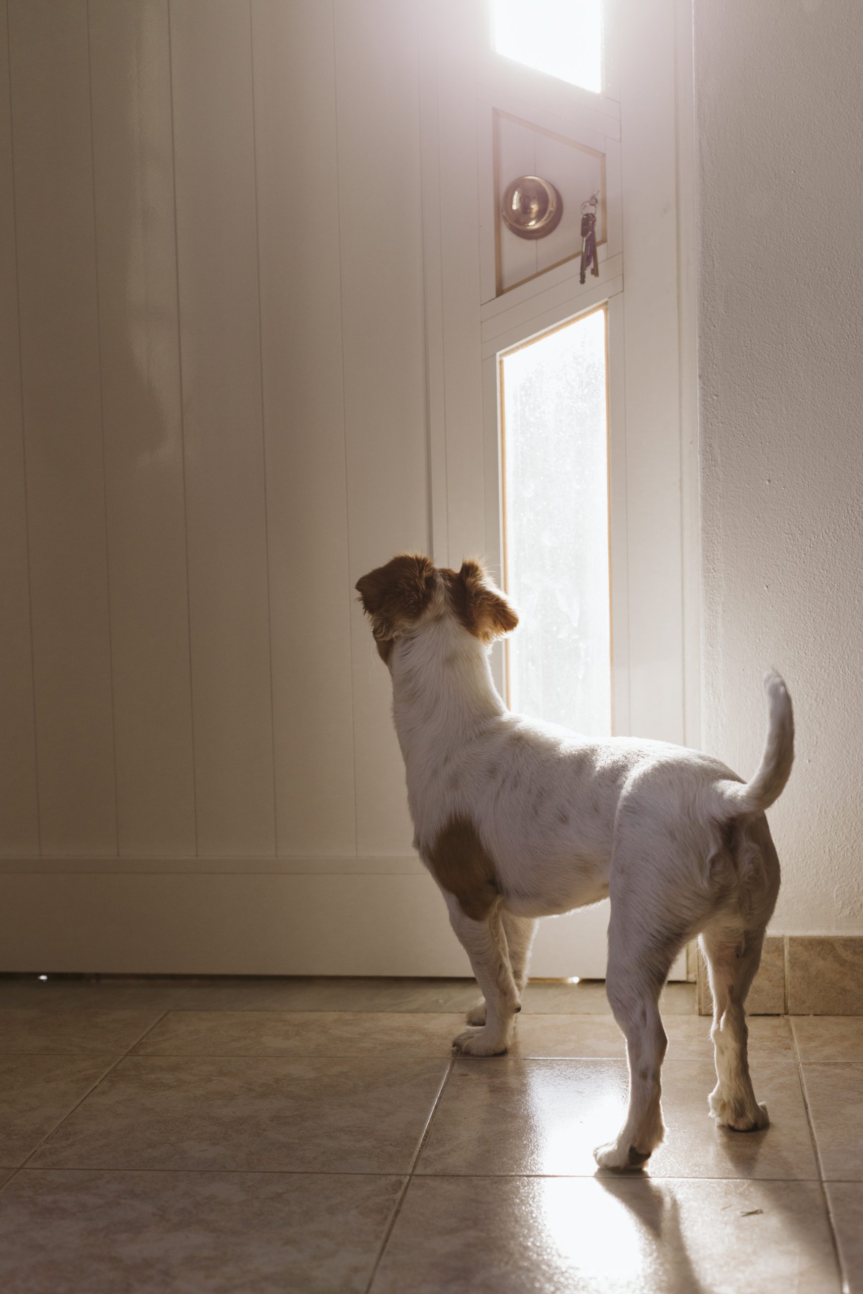 pet-sitter-insurance-more-important-than-you-might-think-the-pet