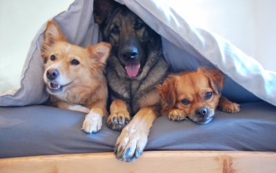 Pet Sitting for Multi-Pet Households: Ensuring Harmony and Happiness