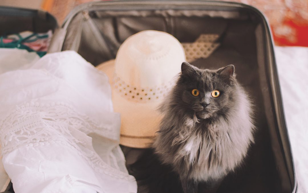 Cat Sitting Options for Schererville Residents Traveling for Spring Break
