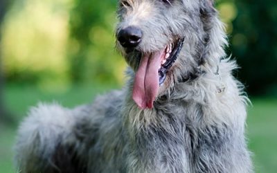 The Pet Parlor Shares A St. Patrick’s Day Special: The Fascinating World of Irish Dog Breeds”