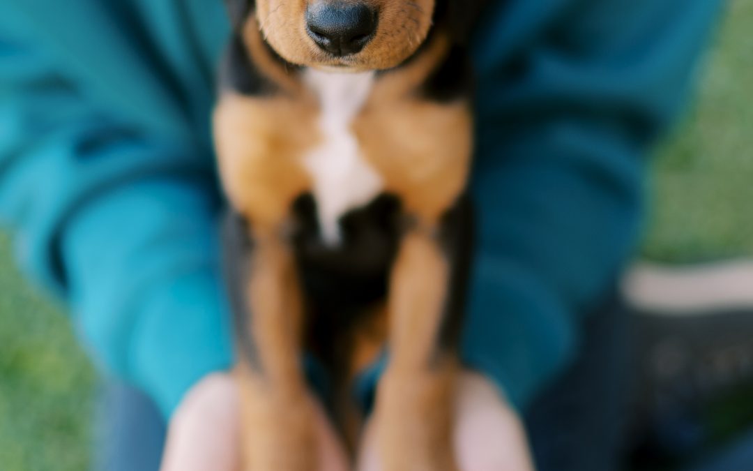 Puppy Power: Expert Tips on Mastering the Art of Puppy Parenting