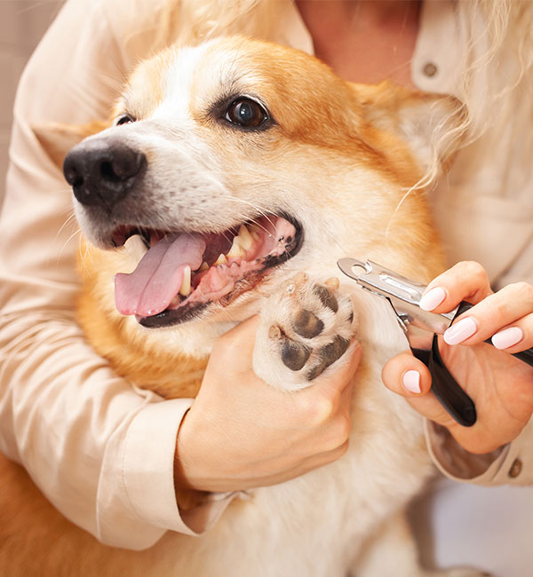 A Pet Parlor employee trimming a dogs nails in Crown Point