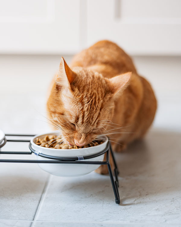 A beautiful ginger cat eating during a vacation pet sitting visit in Crown Point