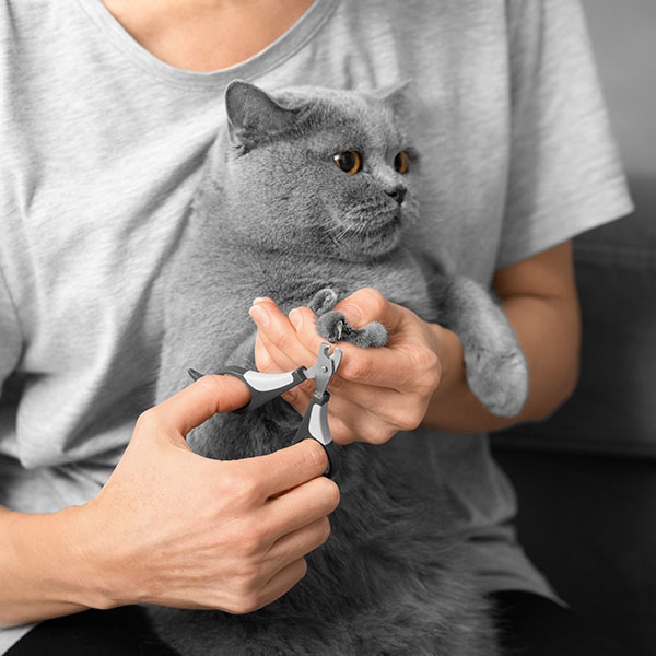 A grey cat getting an in-home nail trim in Schererville Indiana