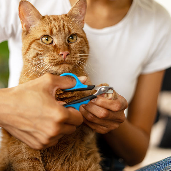The Pet Parlor trimming an orange tabby's nails in Munster, Indiana