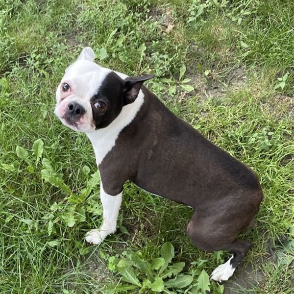 Willy the dog playing outside in Griffith Indiana