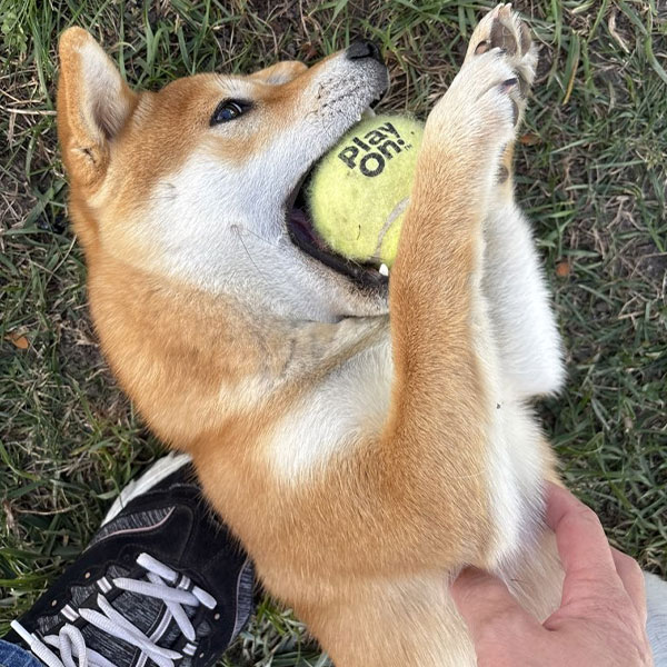 Pet Parlor Sitter playing with Winnie in Dyer, Indiana