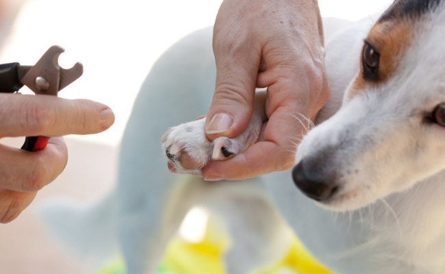 A Pet Parlor employee trimming a dogs nails in Crown Point