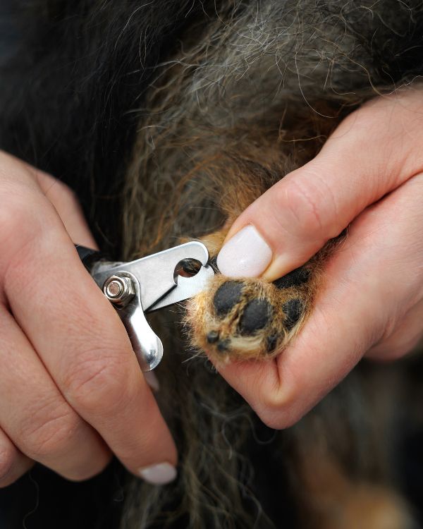 In-Home Nail Trimming & Smoothing in Highland, Indiana