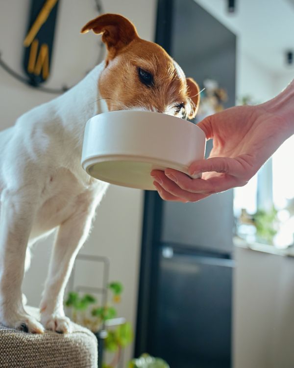 In-Home Pet Sitting, Midday Potty Breaks & Nail Trims in Highland, Indiana 