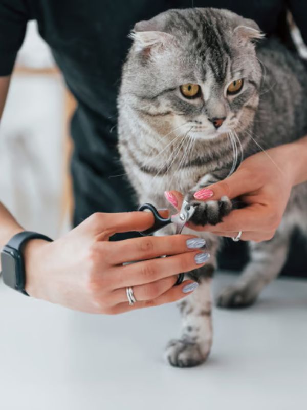 Person trimming the nails of a gray tabby cat.