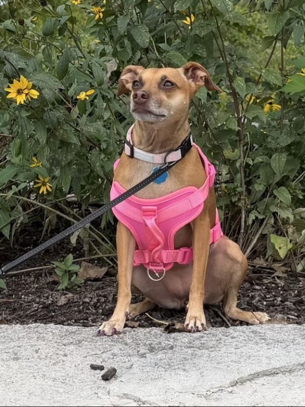 Bella sitting outdoors in a bright pink harness beside yellow flowers during a walk.