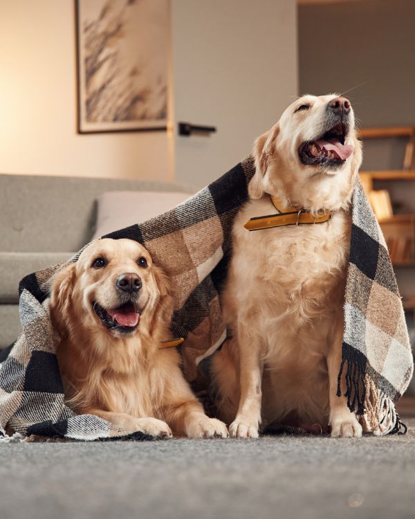 Vacation & Travel Pet Sitting in Portage, Indiana