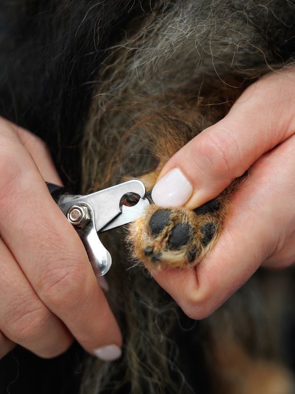 Close-up of a person trimming a dog’s nails with pet nail clippers.